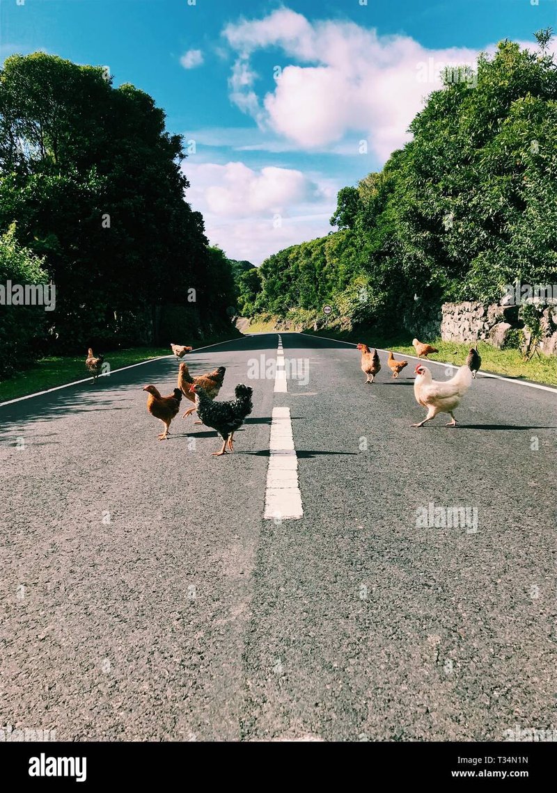 Ontdek het Geheim van Chicken Road Casino in Nederland - overview Ontdek het Geheim van Chicken Road Casino in Nederland - overview